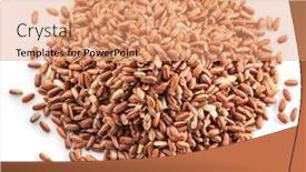  Presentation with rice husk - Colorful slide set enhanced with brown-rice-heap-whole-grain backdrop and a coral colored foreground