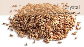  Presentation with rice husk - Audience pleasing PPT layouts consisting of brown-rice-heap-whole-grain backdrop and a coral colored foreground