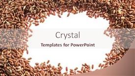  Presentation with rice grain - PPT theme with brown-rice-whole-grain-rice background and a sky blue colored foreground