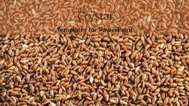 Presentation with rice husk - Slide deck having brown-rice-whole-grain-rice background and a red colored foreground