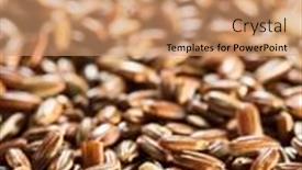  Presentation with rice husk - Audience pleasing PPT theme consisting of brown-rice-whole-grain-rice backdrop and a coral colored foreground