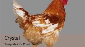 Presentation with animal chicken - PPT layouts featuring bird go - brown rooster on gray background background and a coral colored foreground