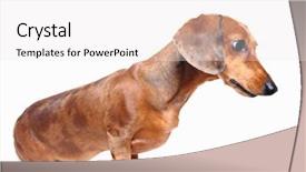  Presentation with dachshund - Cool new presentation design with brown short hair dachshund dog backdrop and a white colored foreground