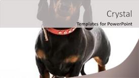  Presentation with dachshund - Audience pleasing slide set consisting of brown short hair puppy dachshund on white backdrop and a light gray colored foreground