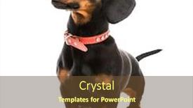  Presentation with dachshund - Slide set enhanced with brown short hair puppy dachshund on white background and a tawny brown colored foreground