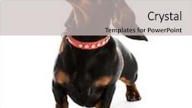  Presentation with dachshund - Beautiful presentation theme featuring brown short hair puppy dachshund on white backdrop and a light gray colored foreground