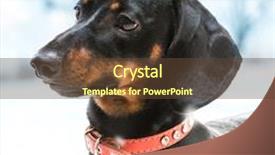  Presentation with dachshund - Audience pleasing presentation theme consisting of brown short hair puppy dachshund on outdoors in winter backdrop and a tawny brown colored foreground