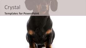  Presentation with dachshund - Theme featuring brown short hair puppy dachshund background and a light gray colored foreground