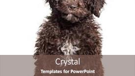  Presentation with spanish - Colorful slides enhanced with brown-sitting-spanish-water-dog backdrop and a violet colored foreground