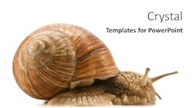  Presentation with snail - Beautiful presentation featuring brown-snail-isolated-on-white backdrop and a  colored foreground