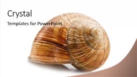 Presentation with snail - Theme with brown snail isolated on white background and a white colored foreground