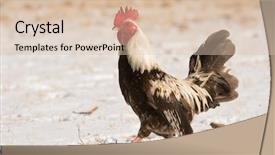  Presentation with snow day - Beautiful PPT layouts featuring brown speckled bantam rooster waking in snow on a sunny winter day backdrop and a lemonade colored foreground
