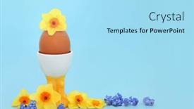  Presentation with daffodil - Presentation design having brown-speckled-boiled-egg background and a arctic colored foreground