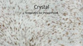  Presentation with white horse - Beautiful theme featuring brown spots detail of horse backdrop and a light gray colored foreground