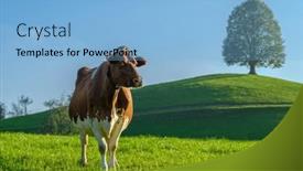  Presentation with cow - Presentation theme featuring brown-swiss-cow-grazing background and a light blue colored foreground