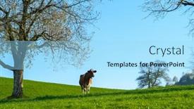  Presentation with cow - PPT theme consisting of brown-swiss-cow-grazing background and a arctic colored foreground