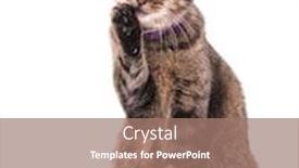  Presentation with paw - Cool new presentation with brown tabby cat licking her paw on white backdrop and a coral colored foreground