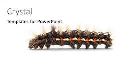  Presentation with moth - PPT layouts with brown-tail-moth-caterpillar-against background and a white colored foreground