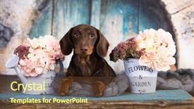 Presentation with tan - PPT theme featuring bitch - dachshund puppy brown tan color background and a tawny brown colored foreground