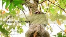  Presentation with costa rica - Cool new presentation theme with brown-throated sloth climbing backdrop and a yellow colored foreground