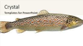  Presentation with trout - Theme having brown trout swimming isolated background and a lemonade colored foreground