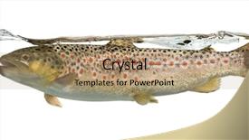  Presentation with under water concrete - Presentation theme enhanced with brown trout swimming under water background and a coral colored foreground