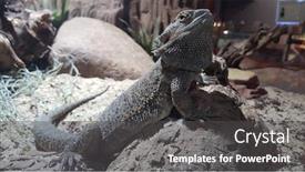  Presentation with rocks - Slide deck featuring brown tuatara iguana lizard background and a dark gray colored foreground
