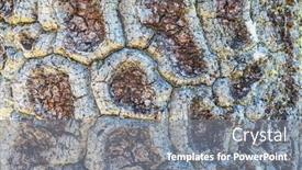  Presentation with brown wood texture - Presentation theme enhanced with brown-wood-texture-background-araucaria background and a gray colored foreground