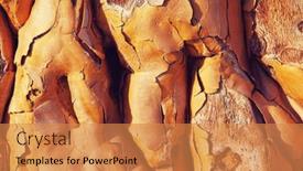  Presentation with brown wood texture - Beautiful slide deck featuring brown-wood-texture-background-araucaria backdrop and a gold colored foreground