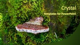  Presentation with growing tree - PPT layouts with brown woody bracket fungus mushroom background and a tawny brown colored foreground