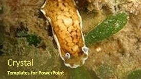  Presentation with blue yellow - Cool new slide deck with brown-yellow-and-blue-nudibranch backdrop and a tawny brown colored foreground