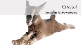  Presentation with old young - Amazing PPT theme having brown young goat lying down backdrop and a light gray colored foreground