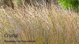  Presentation with club - PPT theme featuring growing at sandy coastal area background and a coral colored foreground