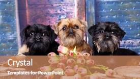  Presentation with brussels - Cool new presentation with brucella - brussels griffon dog backdrop and a coral colored foreground