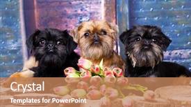  Presentation with brussels - Amazing PPT theme having brucella - brussels griffon dog backdrop and a coral colored foreground