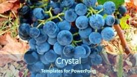  Presentation with grape vine wine grapes - PPT layouts featuring brunch of grapes background and a ocean colored foreground