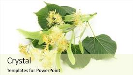  Presentation with lime - Presentation theme enhanced with brunch of lime tree isolated background and a blonde colored foreground