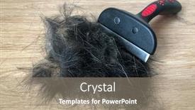  Presentation with brush - Colorful presentation design enhanced with brush for combing animal hair close-up backdrop and a gray colored foreground