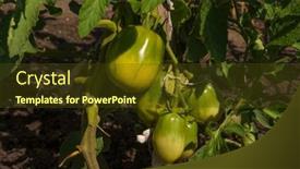  Presentation with branch - Presentation consisting of brushes-with-ripe-tomatoes background and a tawny brown colored foreground