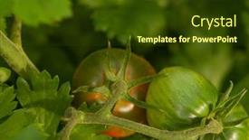  Presentation with branch - Presentation theme having brushes-with-ripe-tomatoes background and a tawny brown colored foreground