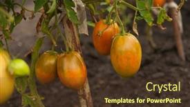  Presentation with plant - Slides with brushes-with-ripe-tomatoes background and a tawny brown colored foreground