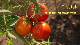  Presentation with caring - Presentation theme consisting of brushes-with-ripe-tomatoes background and a tawny brown colored foreground
