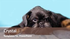  Presentation with brussels - Slides consisting of brussels griffon dog background and a tawny brown colored foreground