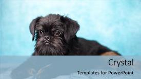  Presentation with brussels - Beautiful presentation design featuring brussels griffon dog backdrop and a light blue colored foreground