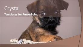  Presentation with brussels - Slide set featuring brussels-griffon-puppy-sitting background and a violet colored foreground