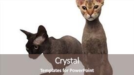  Presentation with walking cat - Amazing presentation theme having brwon cat is sitting while backdrop and a  colored foreground