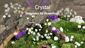  Presentation with tree spring flowers apple flowers - Slide set enhanced with bryophytes - flowers tree bark and moss background and a gray colored foreground