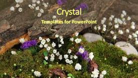  Presentation with tree spring flowers apple flowers - Beautiful slides featuring bryophytes - flowers tree bark and moss backdrop and a tawny brown colored foreground