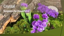  Presentation with moss - Colorful slides enhanced with bryophytes - flowers tree bark and moss backdrop and a coral colored foreground