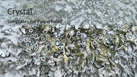  Presentation with fungus - PPT layouts featuring bryophytes - fungus like moss macro background and a light gray colored foreground